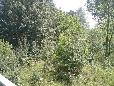 Belarus 925